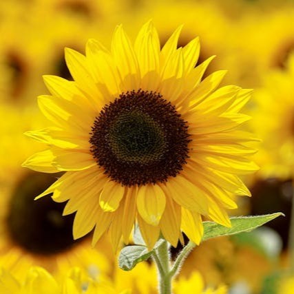 Girasoles