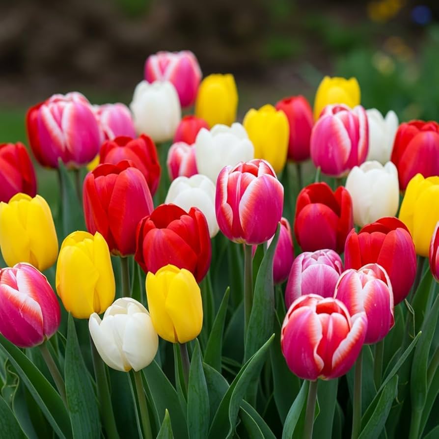 Tulipanes